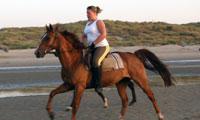 randonnée équestre belgique, vacances à cheval